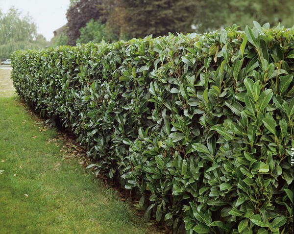 Kirschlorbeer Prunus laurocerasus Caucasica Hecke 60-80 Ballen Kirschlorbeer / Prunus Laurocerasus Caucasica 60-80 cm