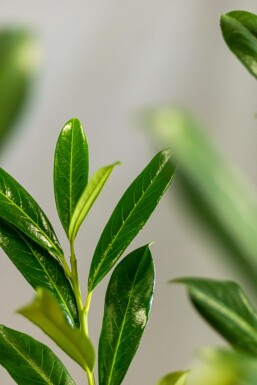 Kirschlorbeer / Prunus Laurocerasus Caucasica 100-125 cm