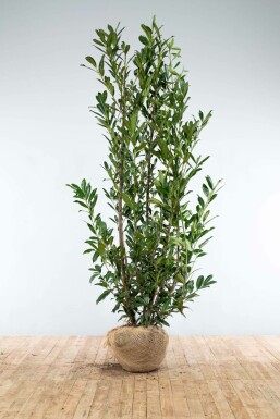 Kirschlorbeer Prunus laurocerasus Caucasica Hecke 200-225 Ballen Kirschlorbeer / Prunus Laurocerasus Caucasica 200-225 cm