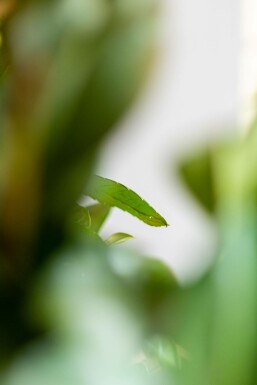 Kirschlorbeer / Prunus Laurocerasus Etna 60-80 cm