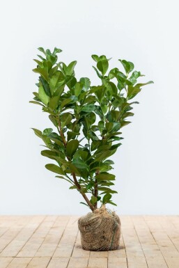 Kirschlorbeer Prunus laurocerasus Etna Hecke 60-80 Ballen Kirschlorbeer / Prunus Laurocerasus Etna 60-80 cm
