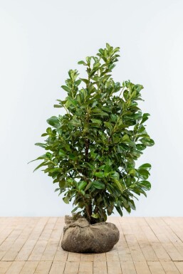 Kirschlorbeer Prunus laurocerasus Etna Hecke 100-125 Ballen Kirschlorbeer / Prunus Laurocerasus Etna 100-125 cm