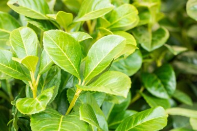 Kirschlorbeer / Prunus Laurocerasus Etna 100-125 cm - Ballen