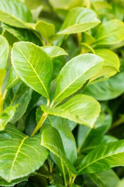 Kirschlorbeer / Prunus Laurocerasus Etna 100-125 cm - Ballen