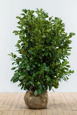 Kirschlorbeer Prunus laurocerasus Etna Hecke 125-150 Ballen Kirschlorbeer / Prunus Laurocerasus Etna 125-150 cm