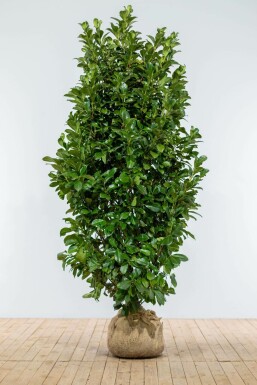 Kirschlorbeer Prunus laurocerasus Etna Hecke 175-200 Ballen Kirschlorbeer / Prunus Laurocerasus Etna 175-200 cm