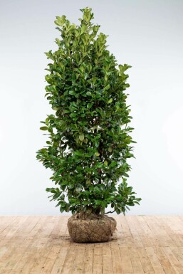 Kirschlorbeer Prunus laurocerasus Etna Hecke 200-225 Ballen Kirschlorbeer / Prunus Laurocerasus Etna 200-225 cm