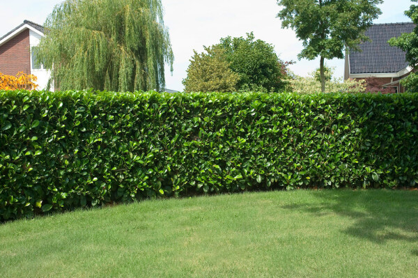 Kirschlorbeer Prunus laurocerasus Etna Hecke 200-225 Ballen Kirschlorbeer / Prunus Laurocerasus Etna 200-225 cm
