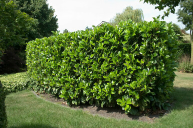 Kirschlorbeer / Prunus Laurocerasus Etna 200-225 cm