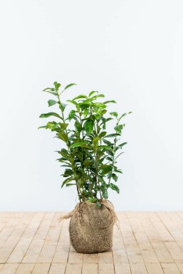Kirschlorbeer Prunus laurocerasus Genolia Hecke 60-80 Ballen Kirschlorbeer / Prunus Laurocerasus Genolia 60-80 cm