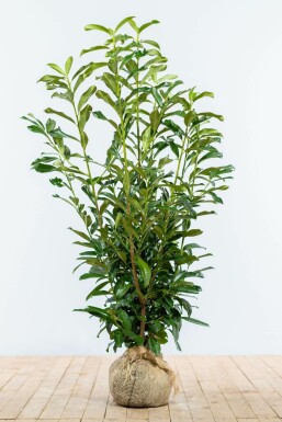 Kirschlorbeer Prunus laurocerasus Genolia Hecke 100-125 Ballen Kirschlorbeer / Prunus Laurocerasus Genolia 100-125 cm