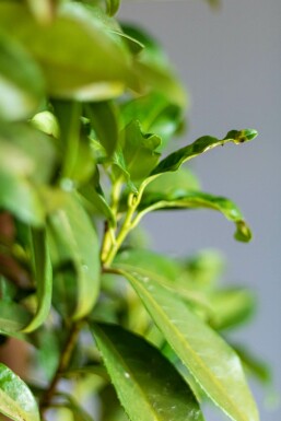 Kirschlorbeer / Prunus Laurocerasus Genolia 125-150 cm