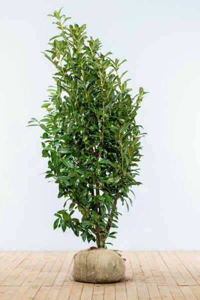 Kirschlorbeer / Prunus Laurocerasus Genolia 175-200 cm