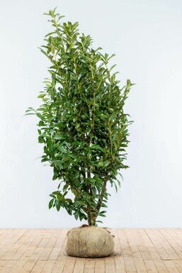 Kirschlorbeer Prunus laurocerasus Genolia Hecke 175-200 Ballen