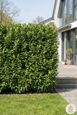 Kirschlorbeer / Prunus Laurocerasus Novita 60-80 cm