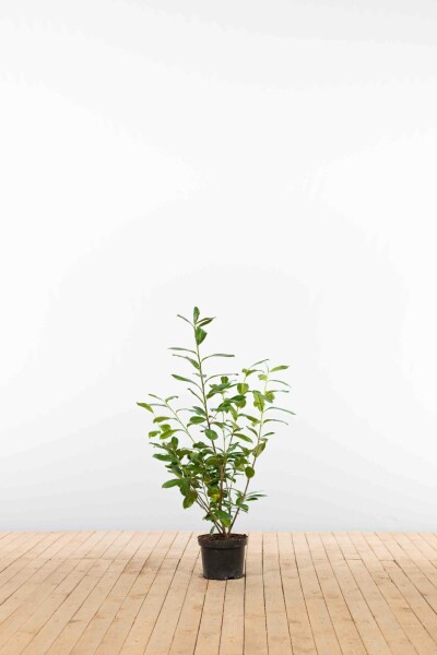 Kirschlorbeer / Prunus Laurocerasus Novita 60-80 cm