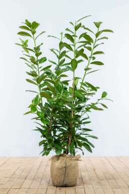 Kirschlorbeer Prunus laurocerasus Novita Hecke 80-100 Ballen Kirschlorbeer / Prunus Laurocerasus Novita 80-100 cm