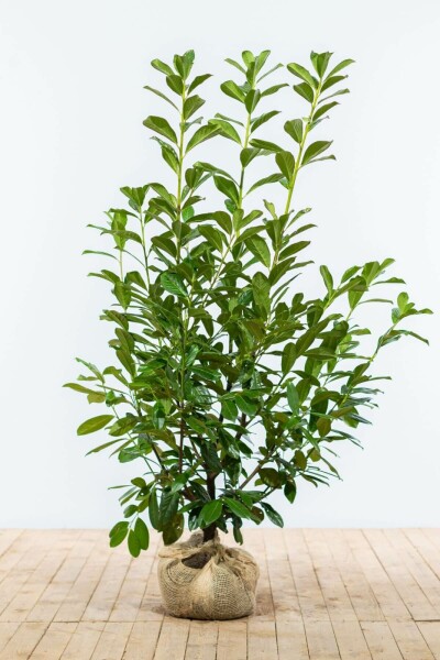 Kirschlorbeer / Prunus Laurocerasus Novita 125-150 cm