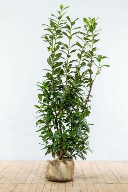 Kirschlorbeer Prunus laurocerasus Novita Hecke 150-175 Ballen Kirschlorbeer / Prunus Laurocerasus Novita 150-175 cm