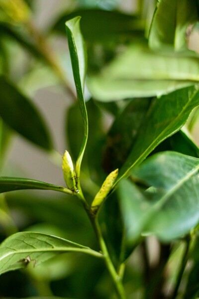 Kirschlorbeer Prunus laurocerasus Novita Hecke 175-200 Ballen Kirschlorbeer / Prunus Laurocerasus Novita 175-200 cm