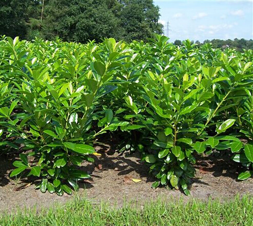 Kirschlorbeer Prunus laurocerasus Novita Hecke 200-225 Ballen | Heijnen  Pflanzen