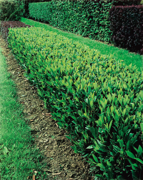 Kirschlorbeer Prunus laurocerasus Otto Luyken Hecke 20-30 Ballen Kirschlorbeer / Prunus Laurocerasus Otto Luyken 20-30 cm