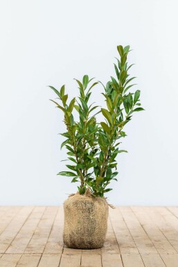 Kirschlorbeer Prunus laurocerasus Otto Luyken Hecke 30-40 Ballen Kirschlorbeer / Prunus Laurocerasus Otto Luyken 30-40 cm