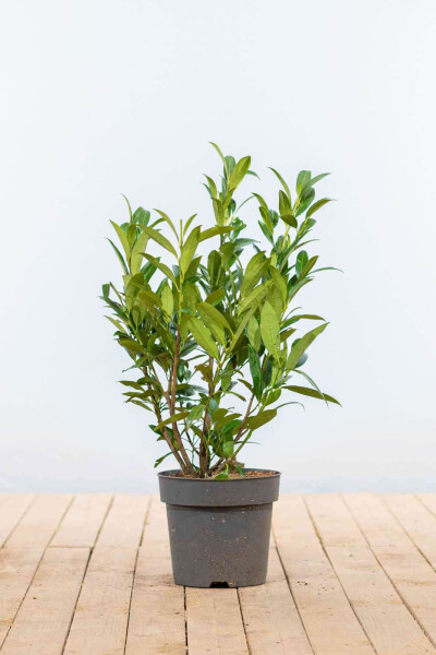 Kirschlorbeer / Prunus Laurocerasus Otto Luyken 40-50 cm