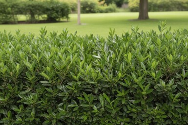 Kirschlorbeer / Prunus Laurocerasus Otto Luyken 40-50 cm - Ballen