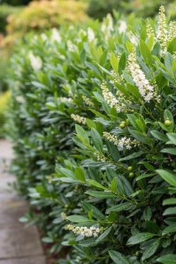 Kirschlorbeer / Prunus Laurocerasus Otto Luyken 40-50 cm - Ballen