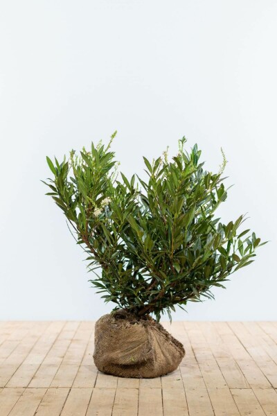 Kirschlorbeer / Prunus Laurocerasus Otto Luyken 50-60 cm