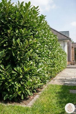 Kirschlorbeer / Prunus Laurocerasus Rotundifolia 60-80 cm