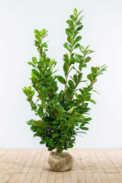 Kirschlorbeer / Prunus Laurocerasus Rotundifolia 125-150 cm