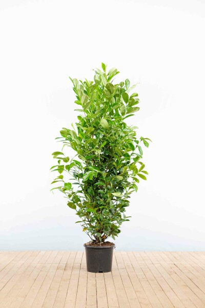 Kirschlorbeer / Prunus Laurocerasus Rotundifolia 150-175 cm