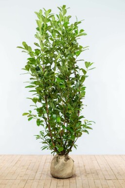 Kirschlorbeer Prunus laurocerasus Rotundifolia Hecke 175-200 Ballen