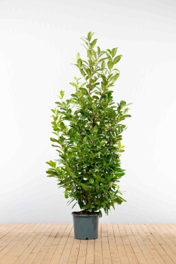 Kirschlorbeer / Prunus Laurocerasus Rotundifolia 200-225 cm