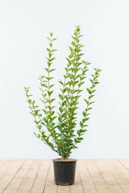 Ovalblättrige Liguster Ligustrum Ovalifolium Hecke 60-80 Ballen Ligustrum Ovalifolium Ovalblättriger Liguster 60-80 cm