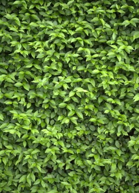 Ligustrum Ovalifolium Ovalblättriger Liguster 100-125 cm - Ballen