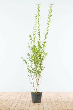 Ovalblättrige Liguster Ligustrum Ovalifolium Hecke 150-175 Ballen Ligustrum Ovalifolium Ovalblättriger Liguster 150-175 cm