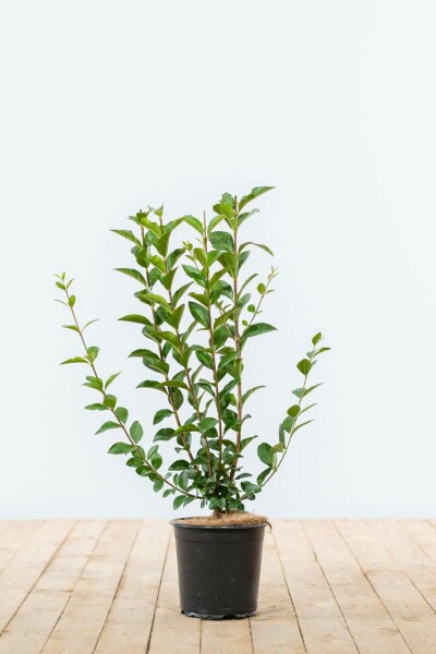 Ligustrum Vulgare Gewöhnlicher Liguster 40-60 cm