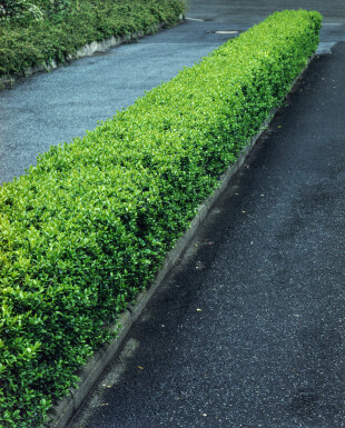 Ligustrum Vulgare Gewöhnlicher Liguster 60-80 cm