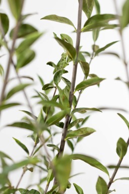 Ligustrum Vulgare Gewöhnlicher Liguster 150-175 cm