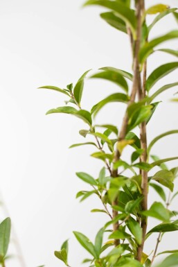 Ligustrum Vulgare Atrovirens Schwarzgrüner Liguster 175-200 cm