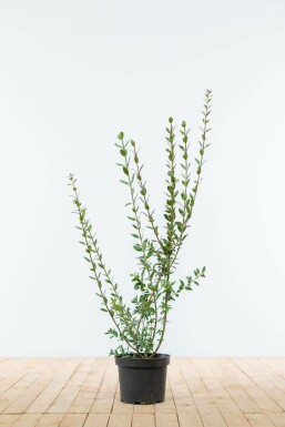 Schwarzgrüner Liguster Ligustrum Vulgare Atrovirens Hecke 60-80 Ballen Ligustrum Vulgare Atrovirens Schwarzgrüner Liguster 60-80 cm