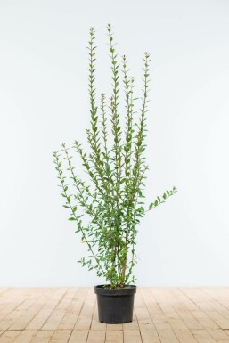 Schwarzgrüner Liguster Ligustrum Vulgare Atrovirens Hecke 80-100 Ballen Ligustrum Vulgare Atrovirens Schwarzgrüner Liguster 80-100 cm