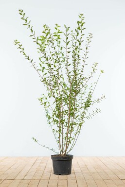 Schwarzgrüner Liguster Ligustrum Vulgare Atrovirens Hecke 100-125 Ballen Ligustrum Vulgare Atrovirens Schwarzgrüner Liguster 100-125 cm