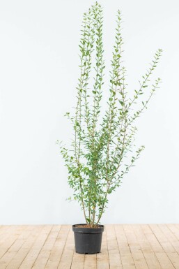 Schwarzgrüner Liguster Ligustrum Vulgare Atrovirens Hecke 125-150 Ballen Ligustrum Vulgare Atrovirens Schwarzgrüner Liguster 125-150 cm