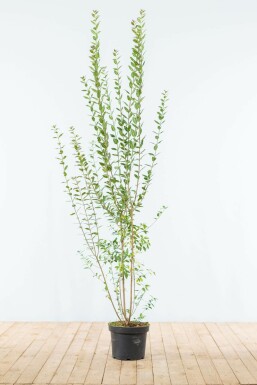 Schwarzgrüner Liguster Ligustrum Vulgare Atrovirens Hecke 150-175 Ballen Ligustrum Vulgare Atrovirens Schwarzgrüner Liguster 150-175 cm