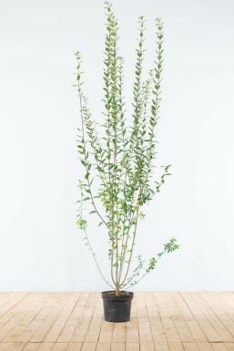 Schwarzgrüner Liguster Ligustrum Vulgare Atrovirens Hecke 175-200 Ballen Ligustrum Vulgare Atrovirens Schwarzgrüner Liguster 175-200 cm