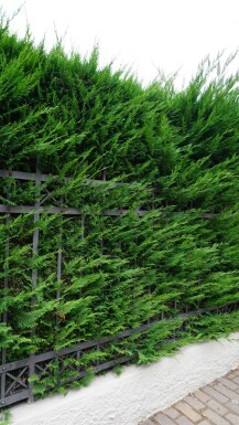 Leyland Zypresse Cupressocyparis Leylandii 60-80 cm - Ballen